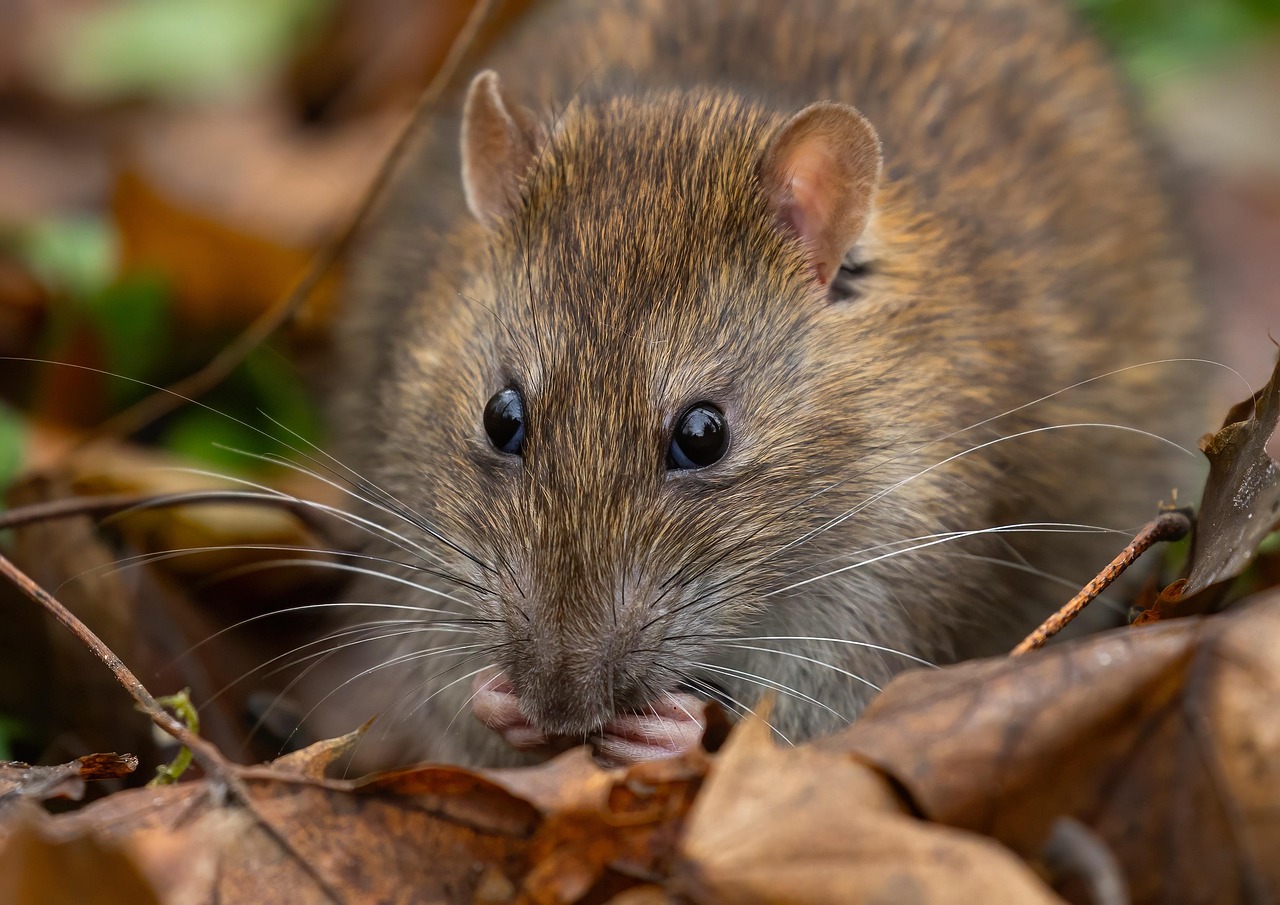 Rat proofing en chantier : bouchez les accès aux rongeurs
