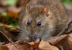 Rat proofing en chantier : bouchez les accès aux rongeurs