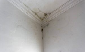 Traitement professionnel de l'humidité : ce qu'il faut savoir avant de se lancer