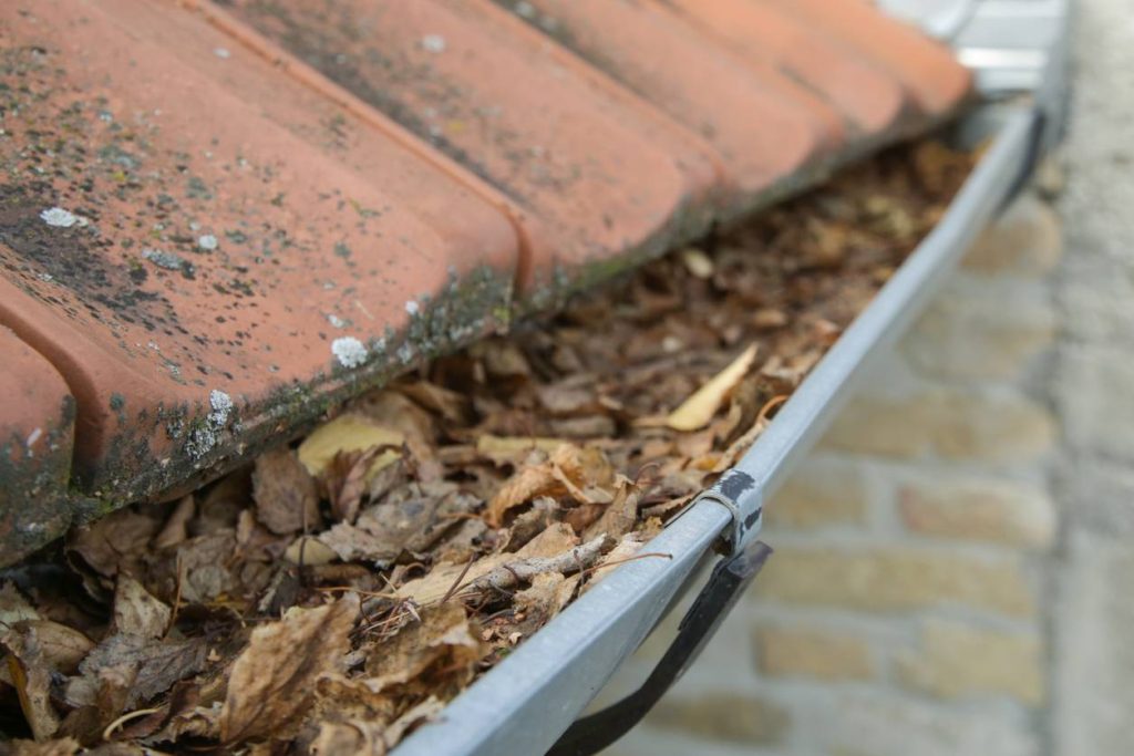 mousse et algues sur la toiture d'une maison