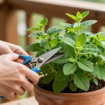 Verveine en pot entretien : les gestes simples pour une plante vigoureuse