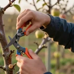 Élaguer un arbre fruitier : le calendrier décisif que les experts cachent aux amateurs