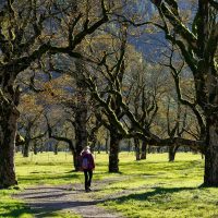 Démystifier_les_coûts_d_élagage_d_arbre_pour_les_ménages